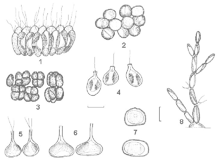 Chrysophyceae - systém Řád: Ochromonadales Ochromonas - discobolocysty; rašelinné tůně Synura - kolonie bičíkovců,
