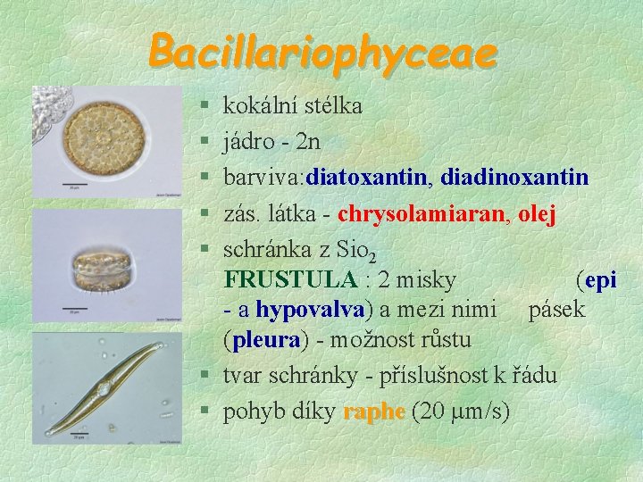 Bacillariophyceae § § § kokální stélka jádro - 2 n barviva: diatoxantin, diadinoxantin zás.