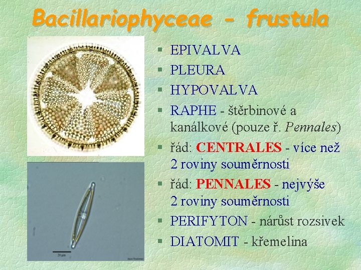 Bacillariophyceae - frustula § § § § EPIVALVA PLEURA HYPOVALVA RAPHE - štěrbinové a