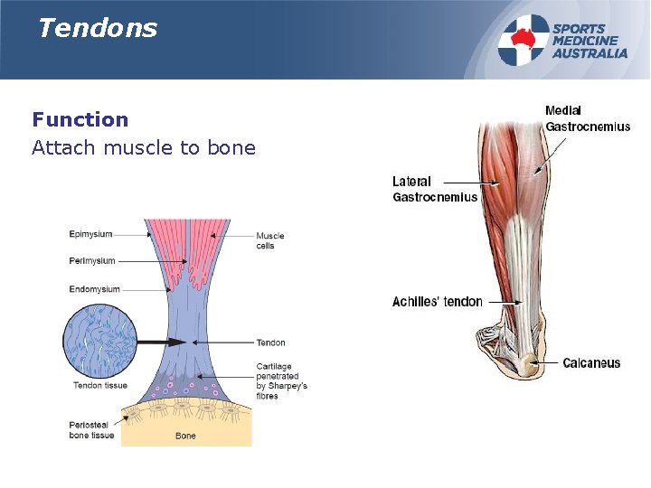 Tendons Function Attach muscle to bone 