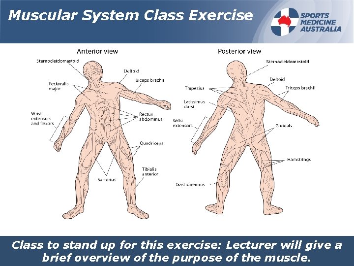 Muscular System Class Exercise Class to stand up for this exercise: Lecturer will give
