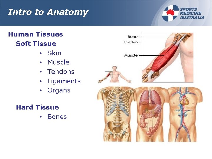 Intro to Anatomy Human Tissues Soft Tissue • Skin • Muscle • Tendons •