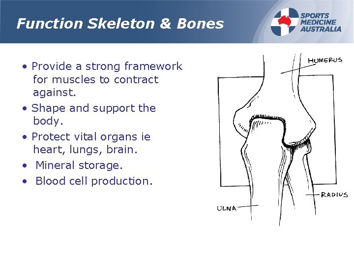 Function Skeleton & Bones • Provide a strong framework for muscles to contract against.