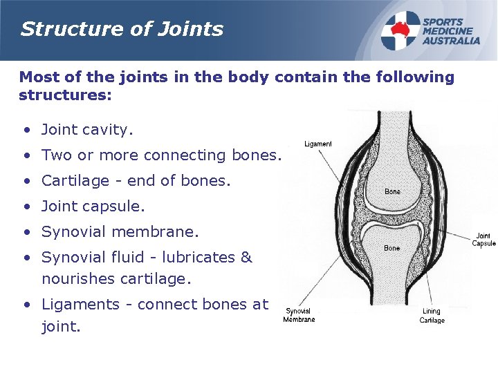 Structure of Joints Most of the joints in the body contain the following structures: