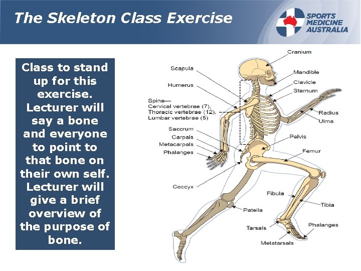 The Skeleton Class Exercise Class to stand up for this exercise. Lecturer will say