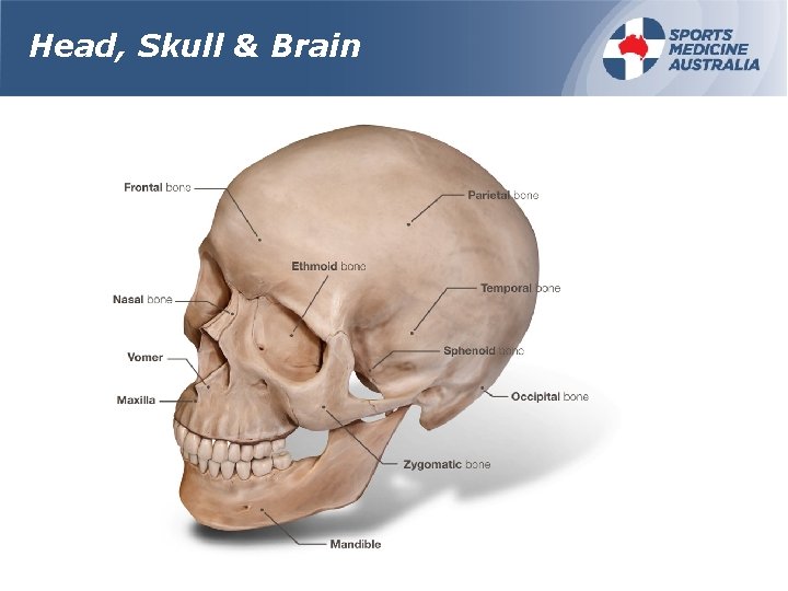 Head, Skull & Brain 