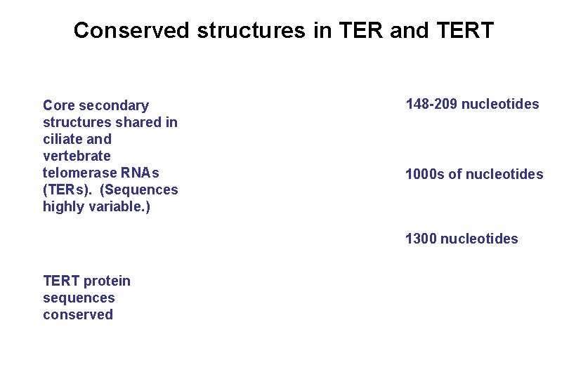 Conserved structures in TER and TERT Core secondary structures shared in ciliate and vertebrate Conserved structures in TER and TERT Core secondary structures shared in ciliate and vertebrate