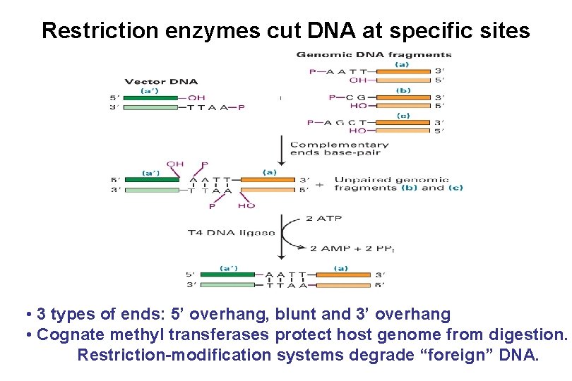 Restriction enzymes cut DNA at specific sites • 3 types of ends: 5’ overhang, Restriction enzymes cut DNA at specific sites • 3 types of ends: 5’ overhang,
