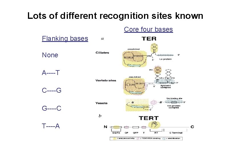 Lots of different recognition sites known Core four bases Flanking bases None A----T C----G Lots of different recognition sites known Core four bases Flanking bases None A----T C----G