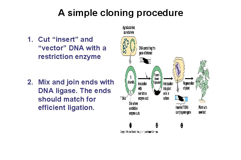 A simple cloning procedure 1. Cut “insert” and “vector” DNA with a restriction enzyme A simple cloning procedure 1. Cut “insert” and “vector” DNA with a restriction enzyme