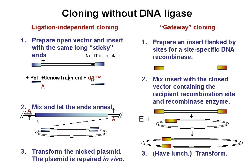 Cloning without DNA ligase “Gateway” cloning Ligation-independent cloning 1. Prepare open vector and insert Cloning without DNA ligase “Gateway” cloning Ligation-independent cloning 1. Prepare open vector and insert