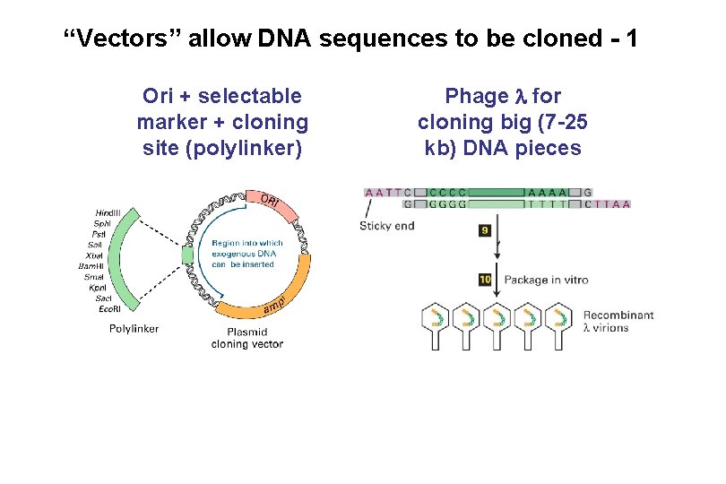 “Vectors” allow DNA sequences to be cloned - 1 Ori + selectable marker + “Vectors” allow DNA sequences to be cloned - 1 Ori + selectable marker +