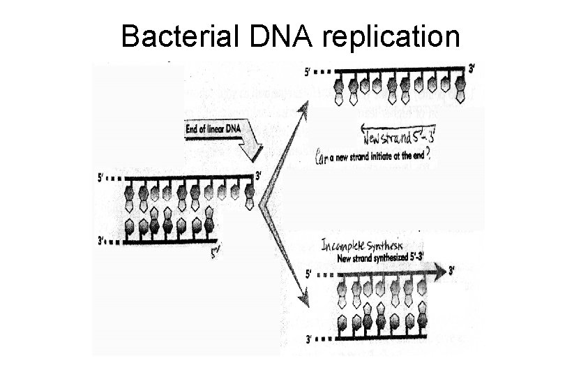 Bacterial DNA replication Bacterial DNA replication