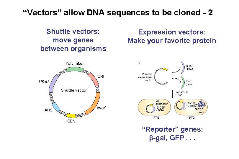 “Vectors” allow DNA sequences to be cloned - 2 Shuttle vectors: move genes between “Vectors” allow DNA sequences to be cloned - 2 Shuttle vectors: move genes between