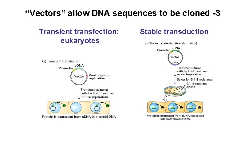 “Vectors” allow DNA sequences to be cloned -3 Transient transfection: eukaryotes Stable transduction “Vectors” allow DNA sequences to be cloned -3 Transient transfection: eukaryotes Stable transduction