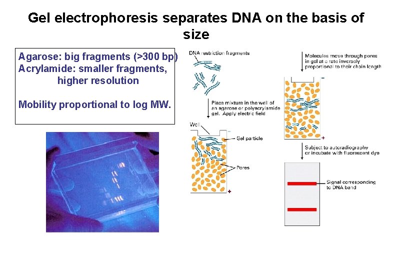 Gel electrophoresis separates DNA on the basis of size Agarose: big fragments (>300 bp) Gel electrophoresis separates DNA on the basis of size Agarose: big fragments (>300 bp)