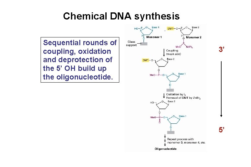 Chemical DNA synthesis Sequential rounds of coupling, oxidation and deprotection of the 5’ OH Chemical DNA synthesis Sequential rounds of coupling, oxidation and deprotection of the 5’ OH