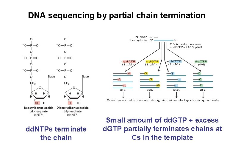 DNA sequencing by partial chain termination dd. NTPs terminate the chain Small amount of DNA sequencing by partial chain termination dd. NTPs terminate the chain Small amount of