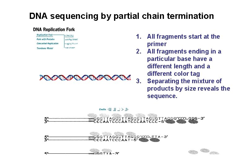 DNA sequencing by partial chain termination 1. All fragments start at the primer 2. DNA sequencing by partial chain termination 1. All fragments start at the primer 2.
