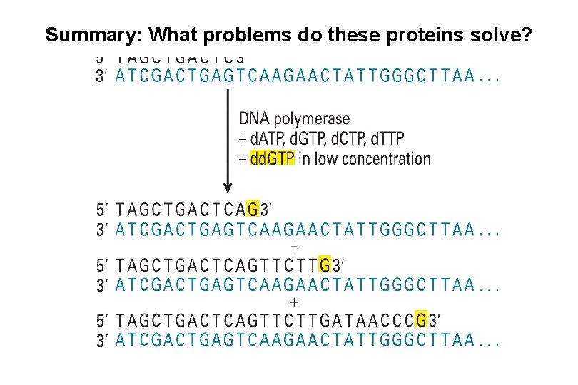 Summary: What problems do these proteins solve? Tyr OH attacks PO 4 and forms Summary: What problems do these proteins solve? Tyr OH attacks PO 4 and forms