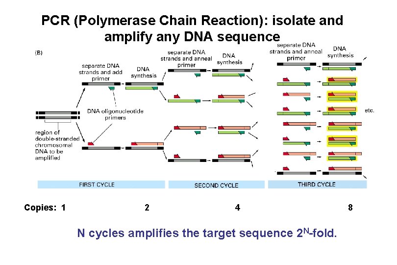PCR (Polymerase Chain Reaction): isolate and amplify any DNA sequence Copies: 1 2 4 PCR (Polymerase Chain Reaction): isolate and amplify any DNA sequence Copies: 1 2 4