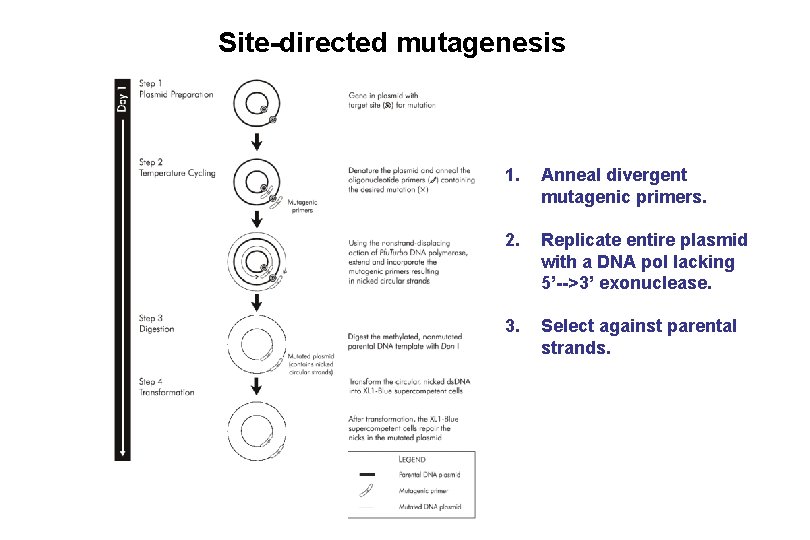 Site-directed mutagenesis 1. Anneal divergent mutagenic primers. 2. Replicate entire plasmid with a DNA Site-directed mutagenesis 1. Anneal divergent mutagenic primers. 2. Replicate entire plasmid with a DNA