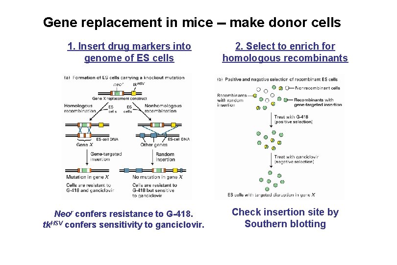 Gene replacement in mice -- make donor cells 1. Insert drug markers into genome Gene replacement in mice -- make donor cells 1. Insert drug markers into genome