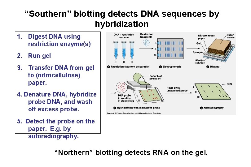 “Southern” blotting detects DNA sequences by hybridization 1. Digest DNA using restriction enzyme(s) 2. “Southern” blotting detects DNA sequences by hybridization 1. Digest DNA using restriction enzyme(s) 2.