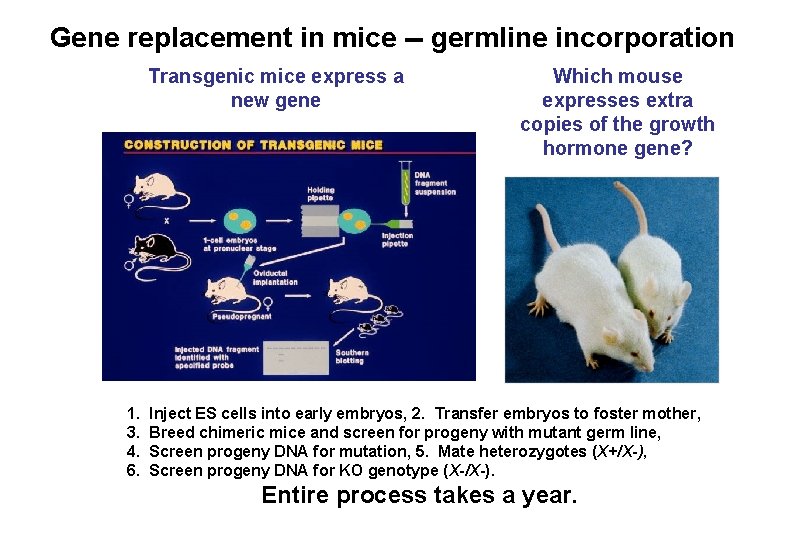 Gene replacement in mice -- germline incorporation Transgenic mice express a new gene 1. Gene replacement in mice -- germline incorporation Transgenic mice express a new gene 1.