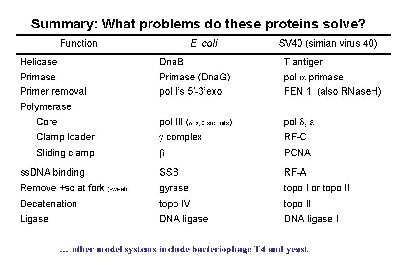 Summary: What problems do these proteins solve? Function E. coli SV 40 (simian virus Summary: What problems do these proteins solve? Function E. coli SV 40 (simian virus