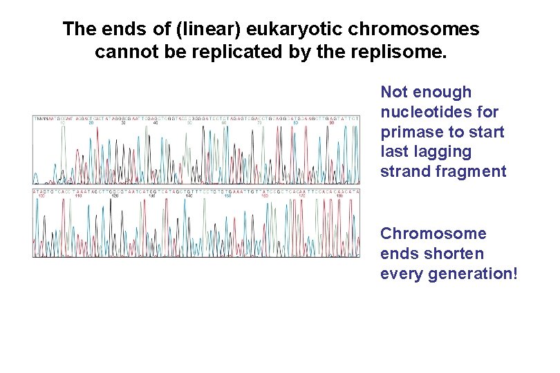 The ends of (linear) eukaryotic chromosomes cannot be replicated by the replisome. Not enough The ends of (linear) eukaryotic chromosomes cannot be replicated by the replisome. Not enough