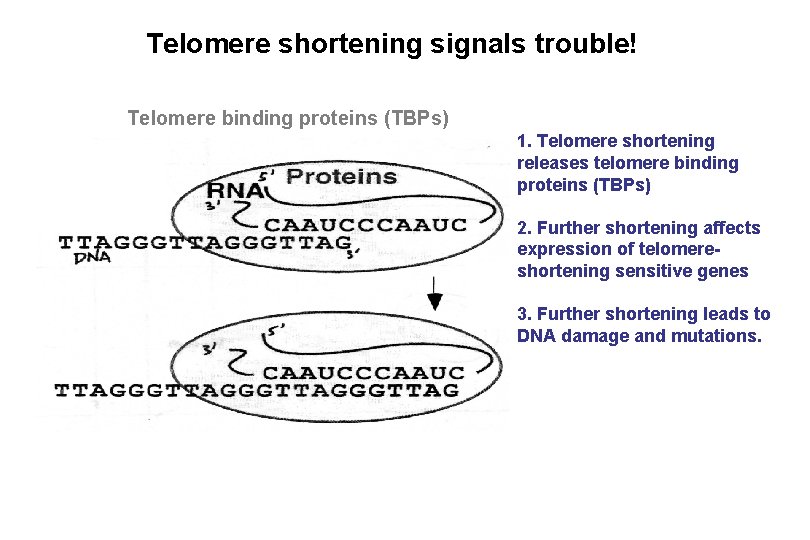Telomere shortening signals trouble! Telomere binding proteins (TBPs) 1. Telomere shortening releases telomere binding Telomere shortening signals trouble! Telomere binding proteins (TBPs) 1. Telomere shortening releases telomere binding
