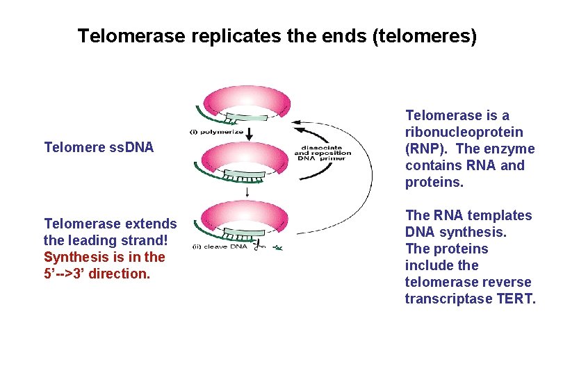 Telomerase replicates the ends (telomeres) Telomere ss. DNA Telomerase extends the leading strand! Synthesis Telomerase replicates the ends (telomeres) Telomere ss. DNA Telomerase extends the leading strand! Synthesis