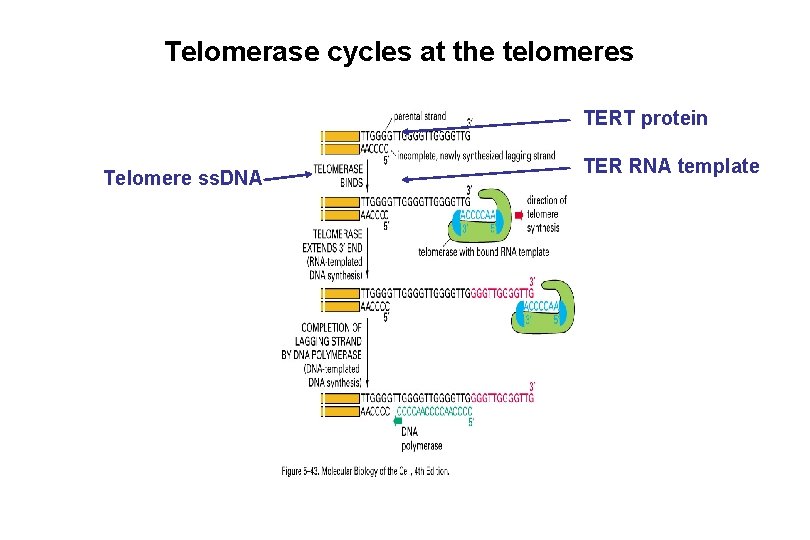 Telomerase cycles at the telomeres TERT protein Telomere ss. DNA TER RNA template Telomerase cycles at the telomeres TERT protein Telomere ss. DNA TER RNA template