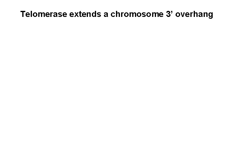 Telomerase extends a chromosome 3’ overhang Telomerase extends a chromosome 3’ overhang