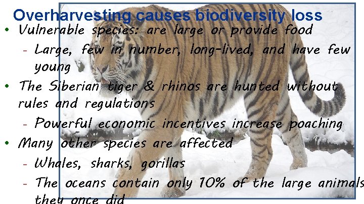Overharvesting causes biodiversity loss • Vulnerable species: are large or provide food - Large,