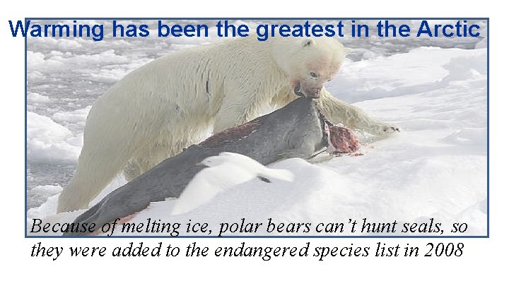 Warming has been the greatest in the Arctic Because of melting ice, polar bears