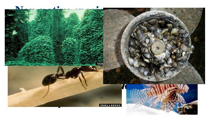 Non-native species ■ Have no natural enemies so they can thrive in the new