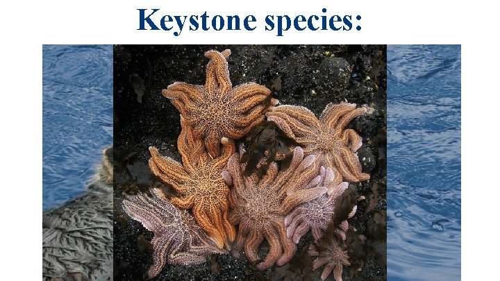 Keystone species: 