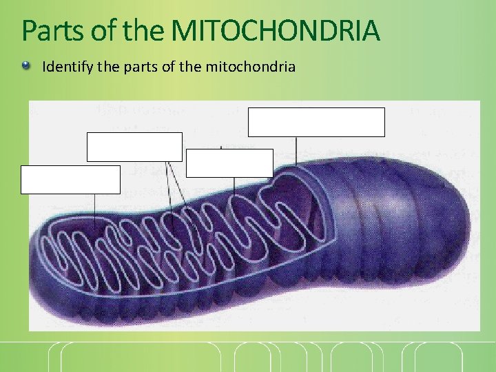 Parts of the MITOCHONDRIA Identify the parts of the mitochondria 