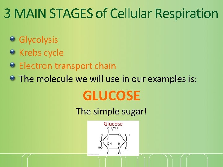 3 MAIN STAGES of Cellular Respiration Glycolysis Krebs cycle Electron transport chain The molecule