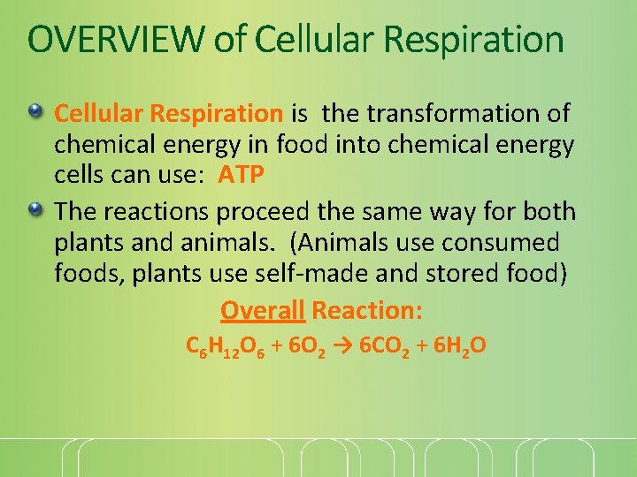 OVERVIEW of Cellular Respiration is the transformation of chemical energy in food into chemical