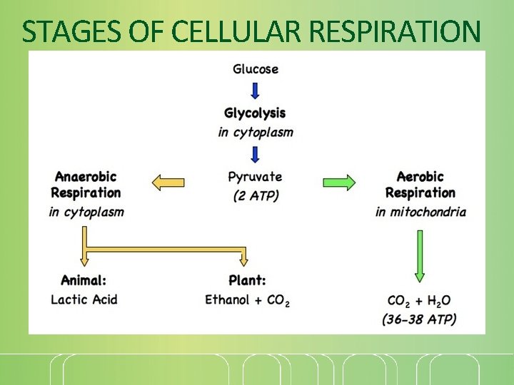 STAGES OF CELLULAR RESPIRATION 