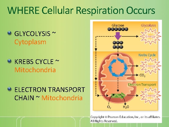 WHERE Cellular Respiration Occurs GLYCOLYSIS ~ Cytoplasm KREBS CYCLE ~ Mitochondria ELECTRON TRANSPORT CHAIN