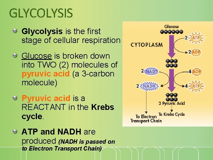 GLYCOLYSIS Glycolysis is the first stage of cellular respiration Glucose is broken down into