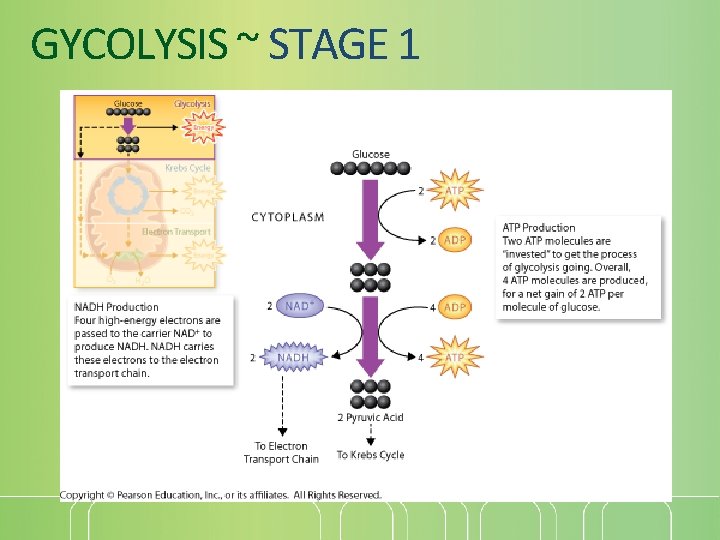 GYCOLYSIS ~ STAGE 1 