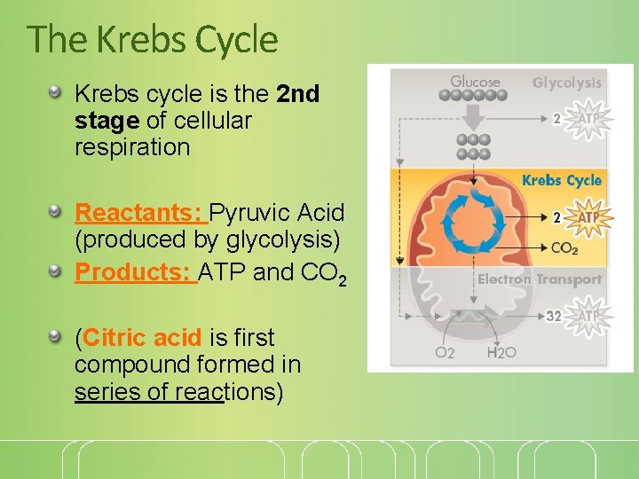 The Krebs Cycle Krebs cycle is the 2 nd stage of cellular respiration Reactants: