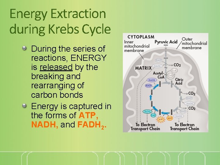 Energy Extraction during Krebs Cycle During the series of reactions, ENERGY is released by