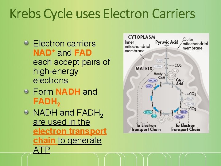 Krebs Cycle uses Electron Carriers Electron carriers NAD+ and FAD each accept pairs of