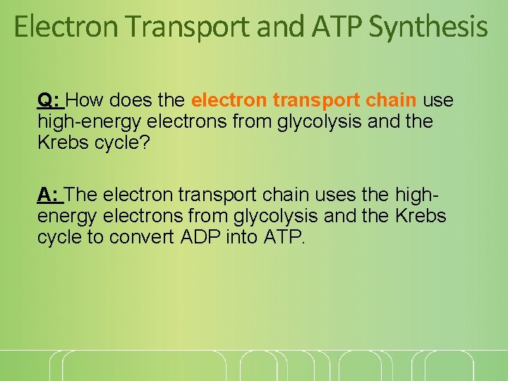 Electron Transport and ATP Synthesis Q: How does the electron transport chain use high-energy